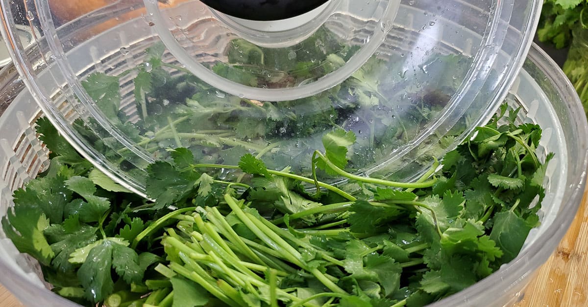 Washed, fresh cilantro in an OXO salad spinner to dry before dehydrating.