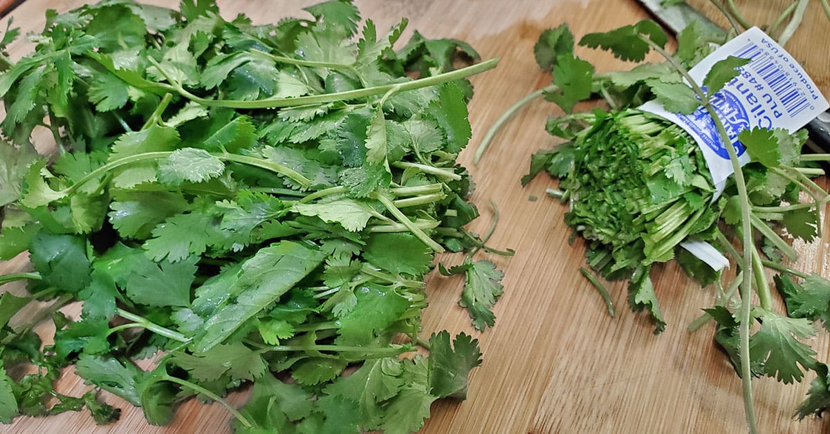 A fresh bunch of cilantro cut in half showing where to cut along the stem line for drying.