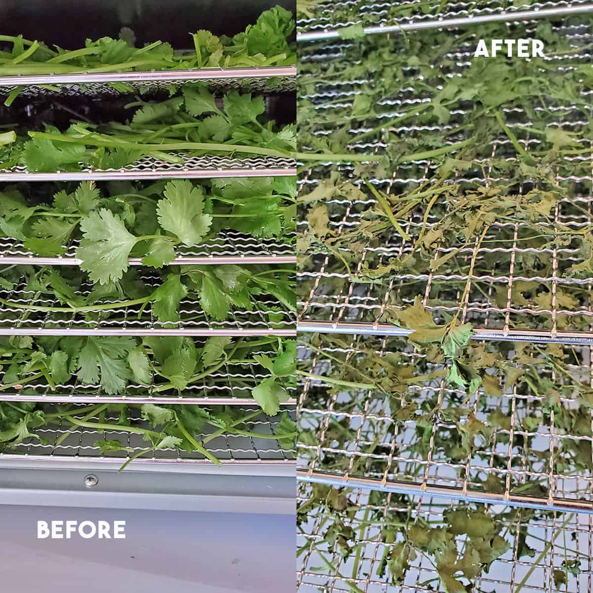 A before and after look at fresh and dried cilantro in a Cosori dehydrator