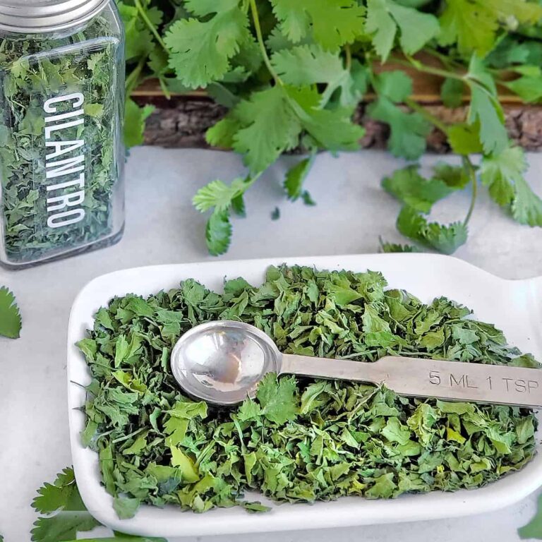 A display of fresh cilantro, dried cilantro in an herb jar, and dried cilantro on a serving dish with a metal measuring spoon.