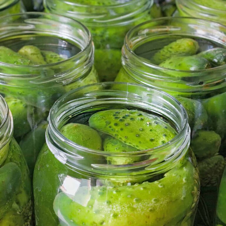 Open canning jars full of pickles and pickle juice