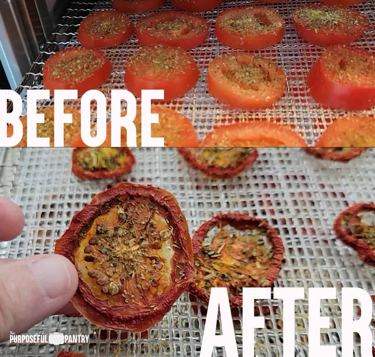 Fresh tomatoes on a Cosori dehydrator tray before, and the dried chip after