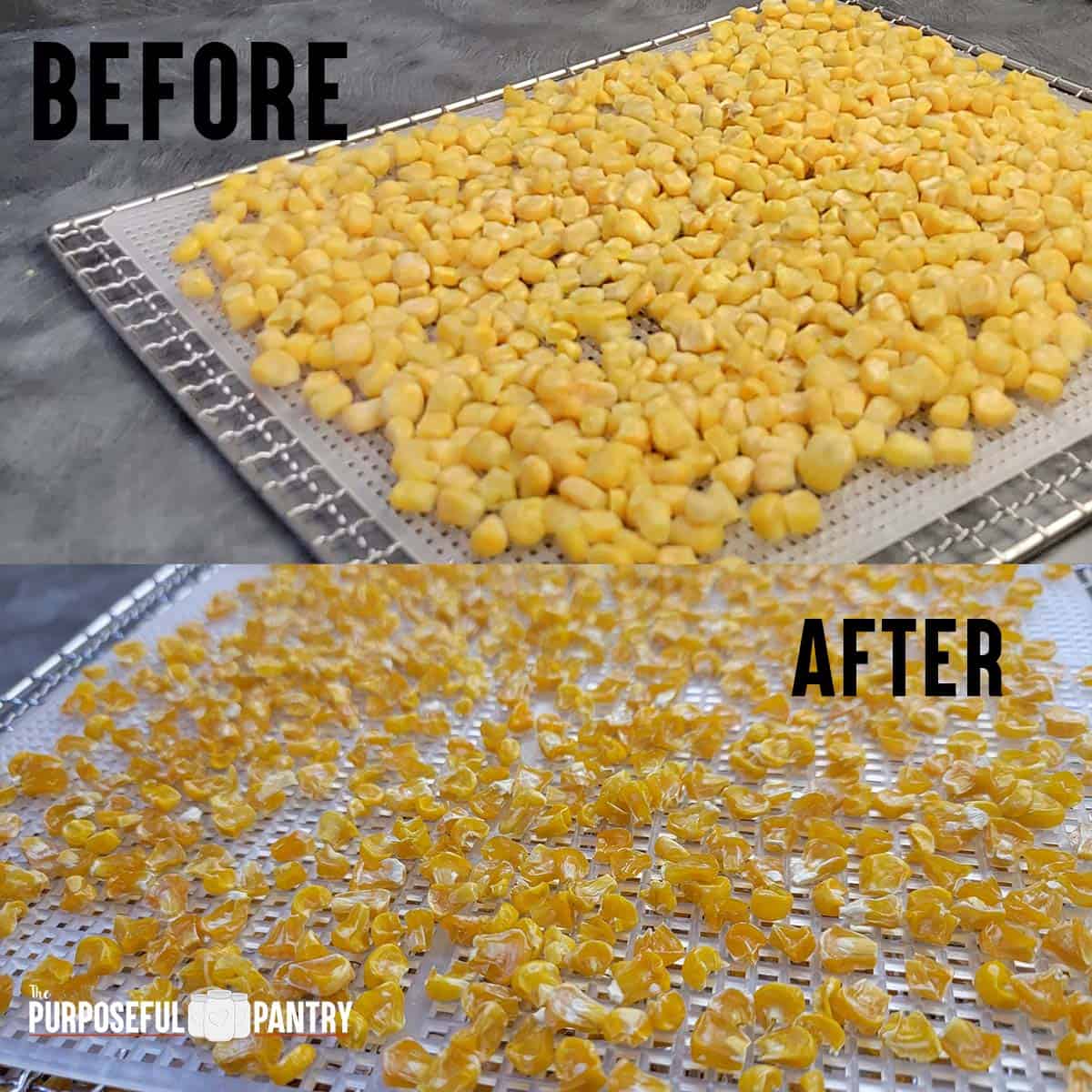 Before and after of Frozen corn dehydrated - on Cosori dehydrator trays.