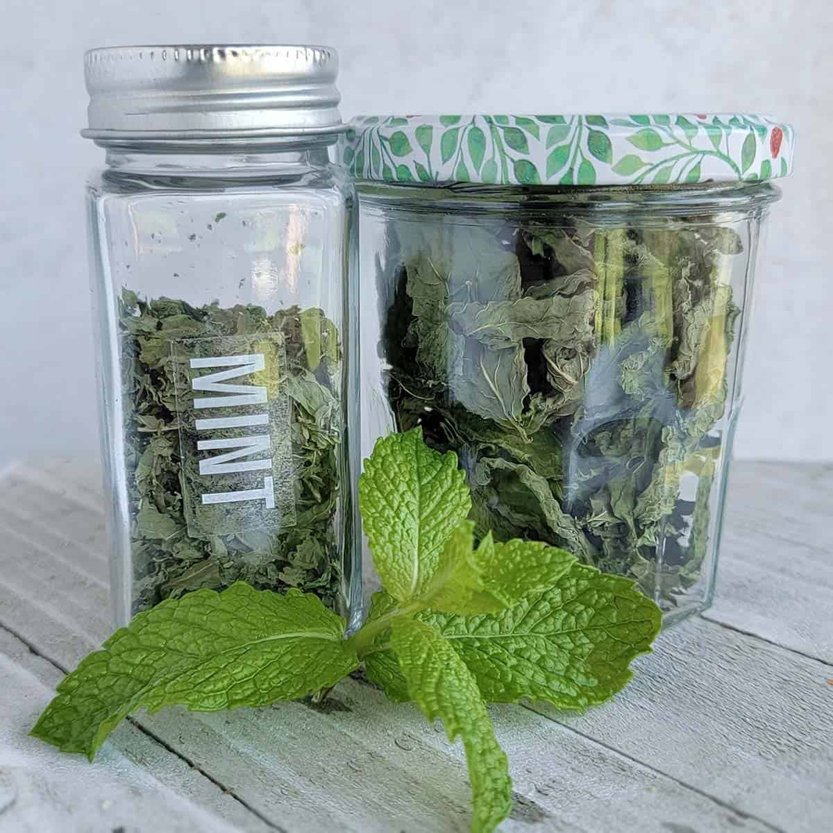 Drying Mint 4 Ways - The Purposeful Pantry