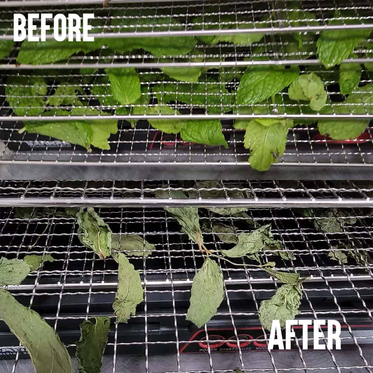 Fresh mint leaves before and dried mint leaves after both on Sahara dehydrator trays
