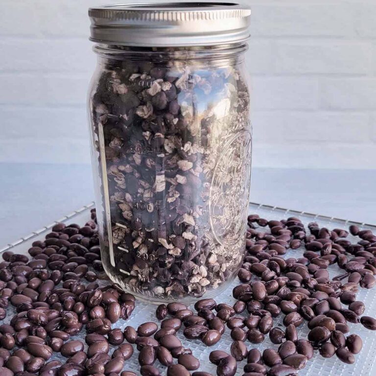 Jar of dehydrated canned beans on dehydrator tray of canned beans