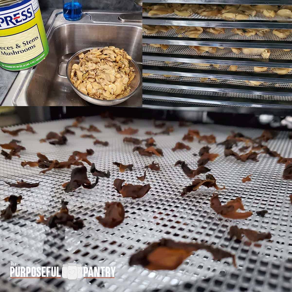 Dehydrating process for canned mushrooms