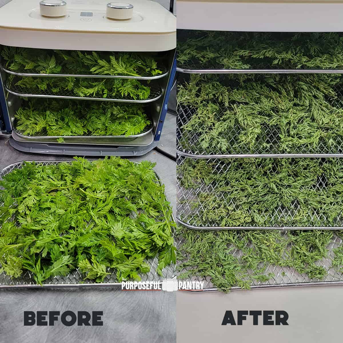 Carrot tops before and after being dehydrated in a Nesco Snackmaster Jr