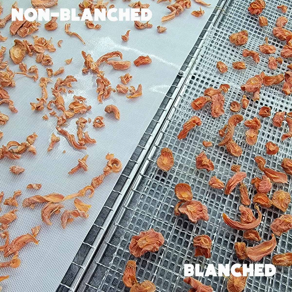 dehydrated carrots on Sahara Dehydrator sheets