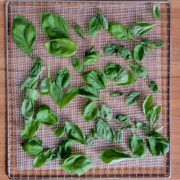 Dehydrated basil leaves on a cooling rack.