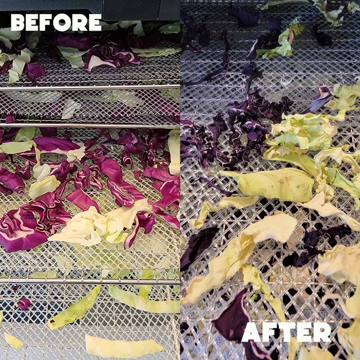 Before and after image of drying cabbage in a Sahara Dehydrator