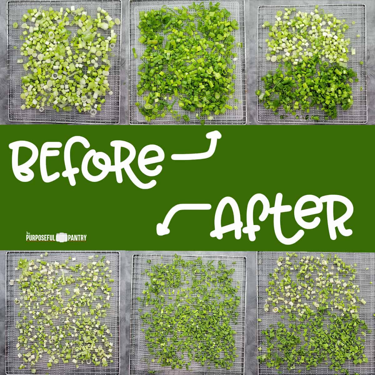 Cosori dehydrator trays filled with green onions before and after drying