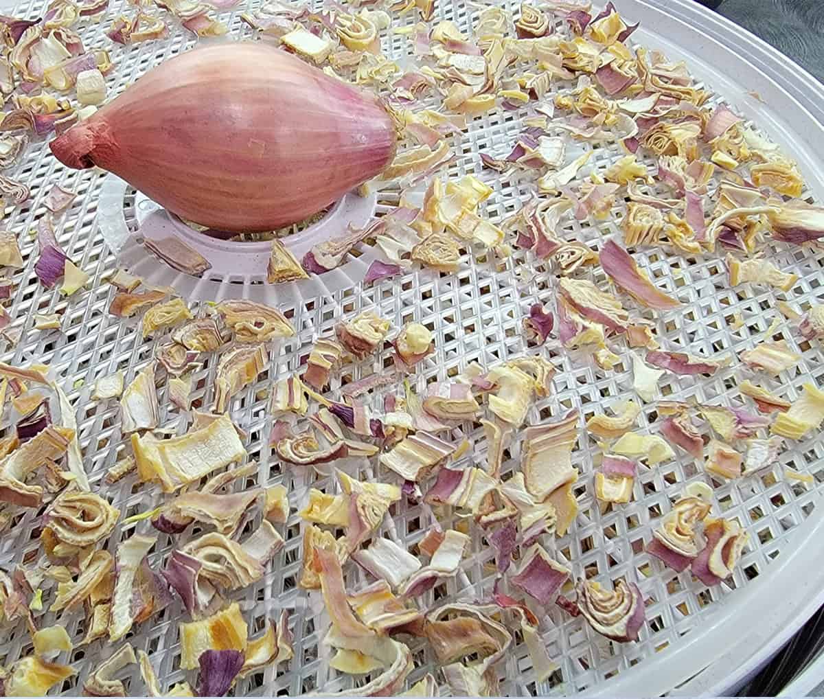 Nesco dehydrator tray full of dehydrated shallot pieces and a fresh shallot on top.