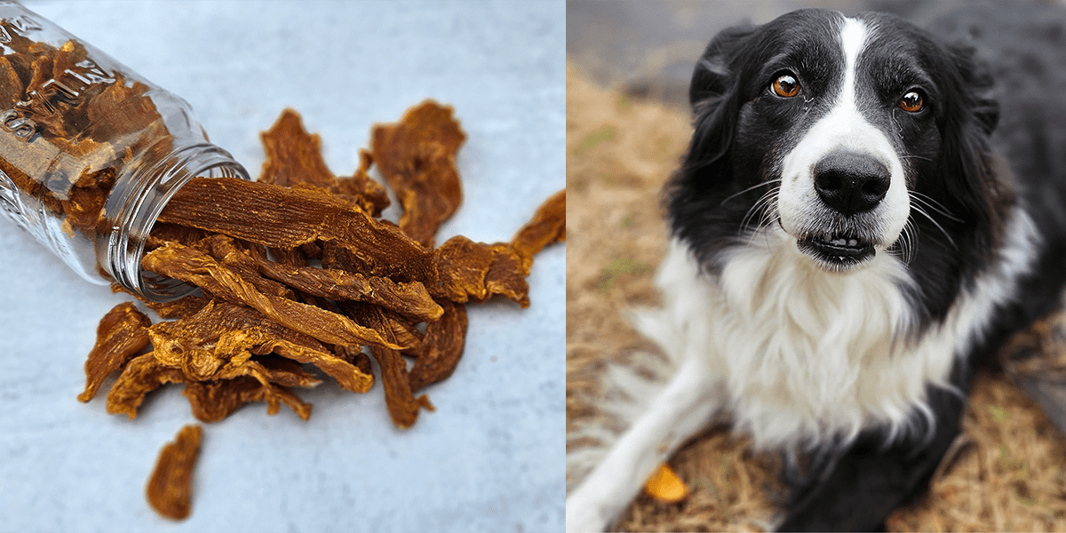 Chicken jerky treats and border collie mix dog