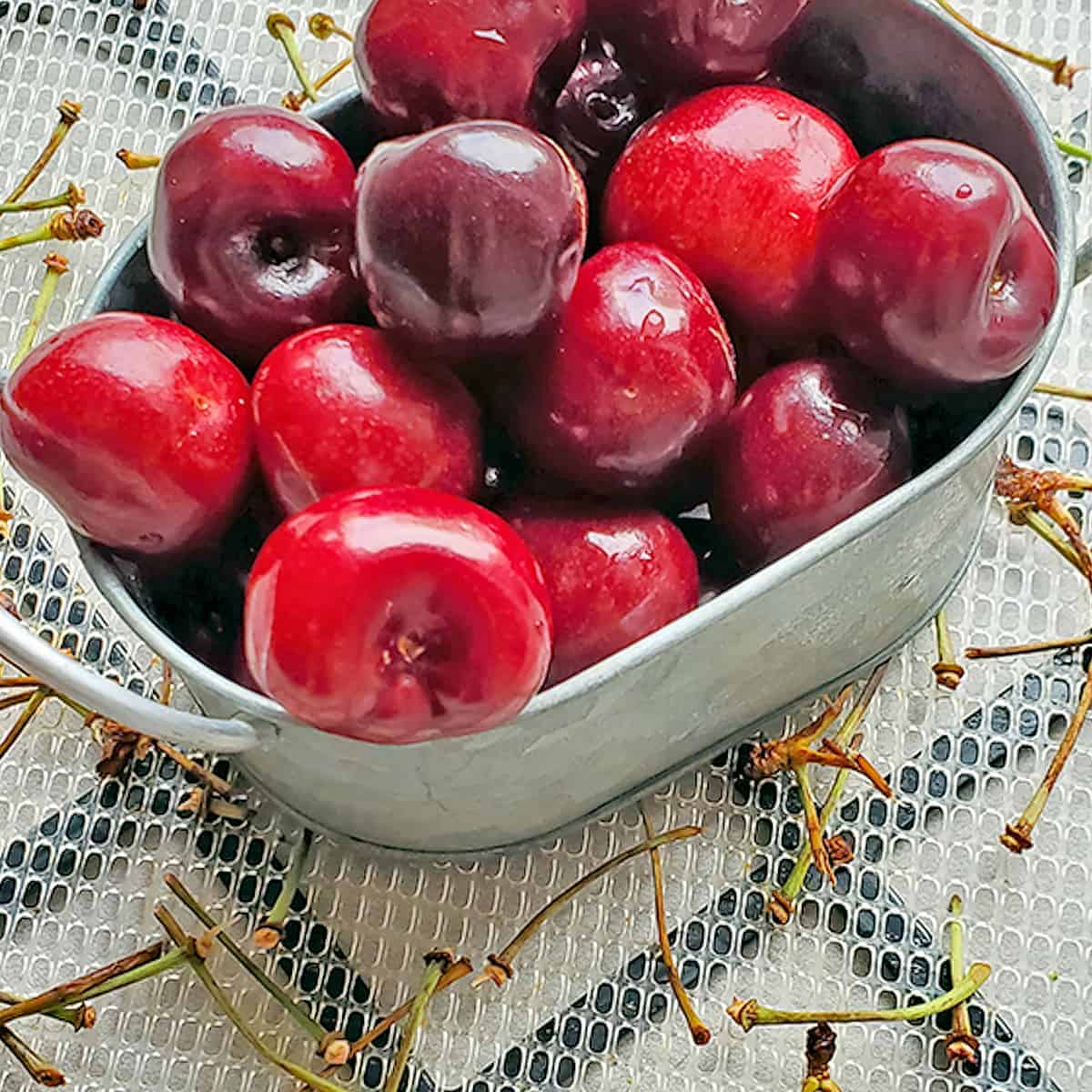 Cherries in a metal container and cherry stems on an Excalibur dehydrator tray