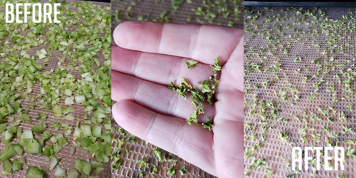 Before and after photos of dehydrated celery on Excalibur trays.