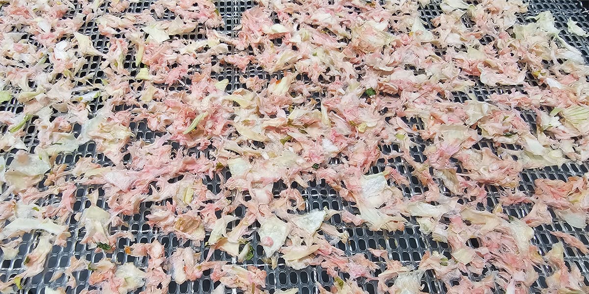 A Cosori dehydrator tray of dehydrated onions that have turned pink.