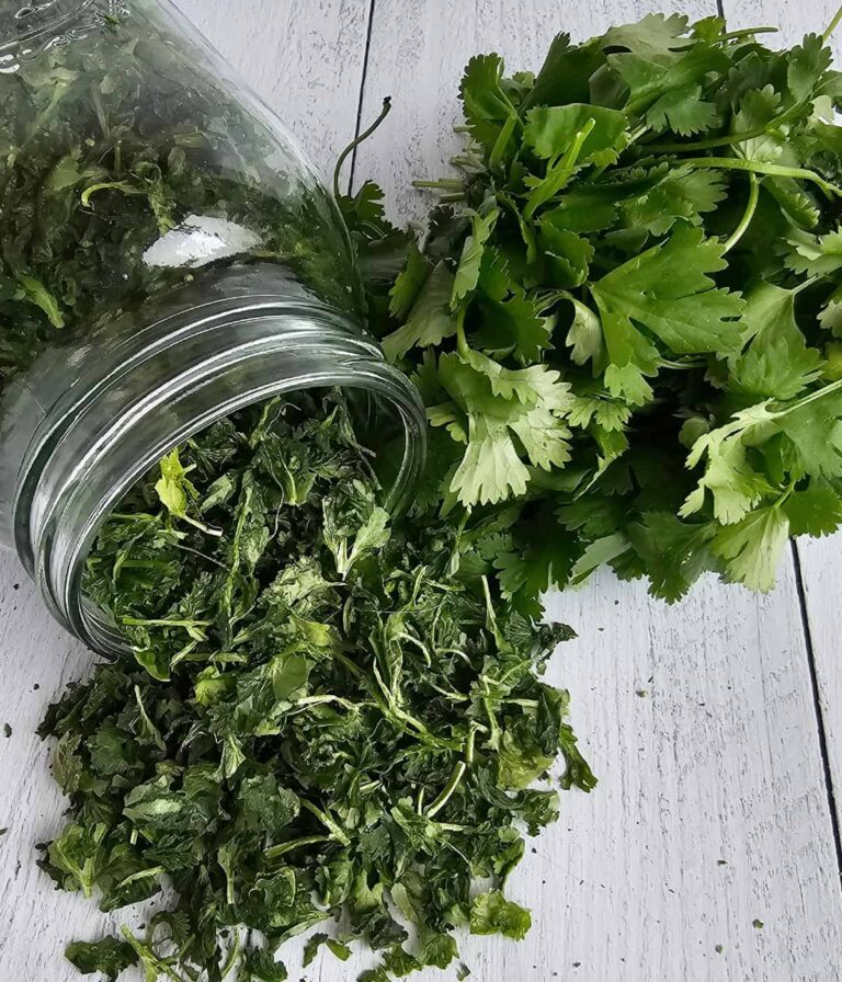How to Freeze Dry Cilantro The Purposeful Pantry