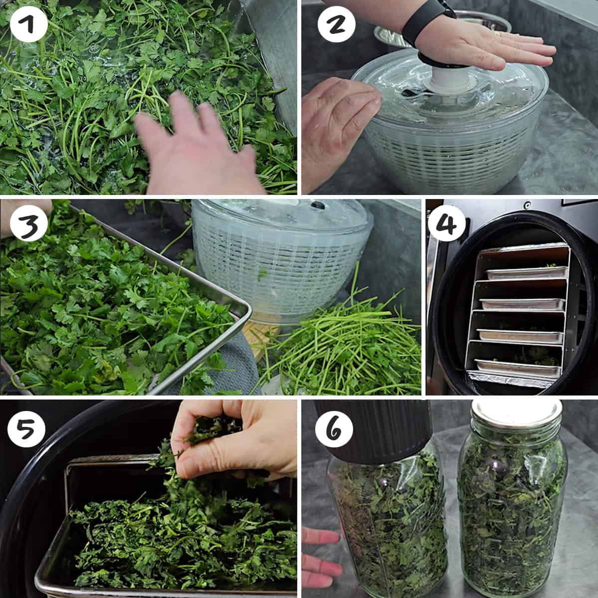 A series of photos showing how to dry parsley in jars.