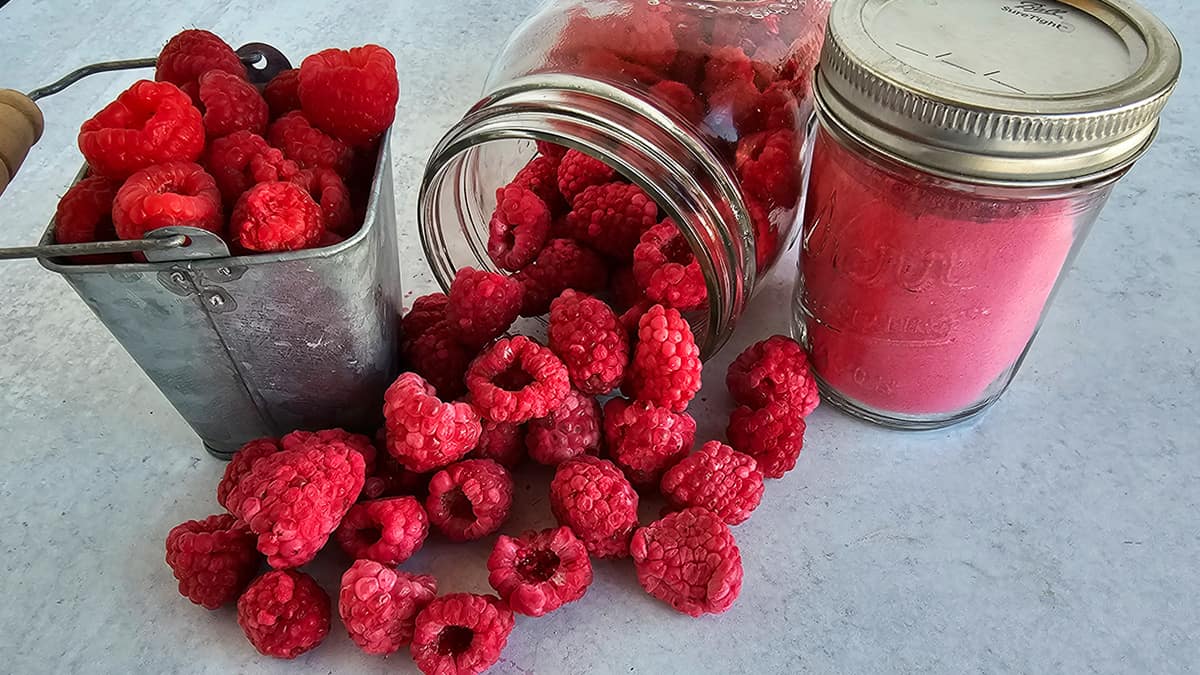 How to Freeze Dry Raspberries The Purposeful Pantry