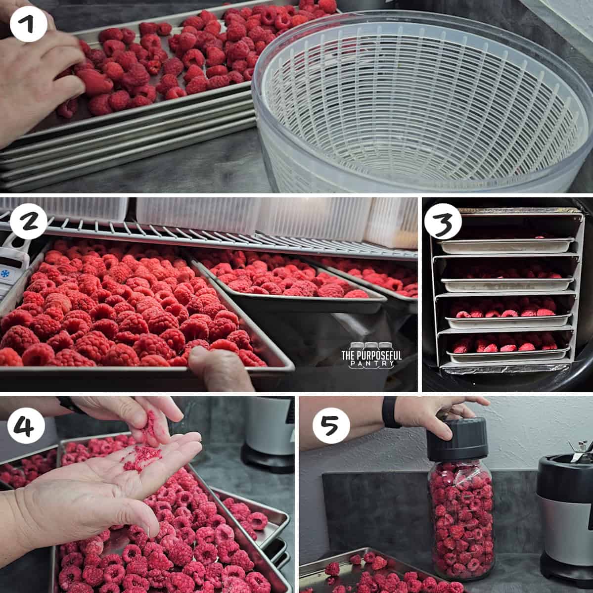A series of photos showing how to freeze dry raspberries.