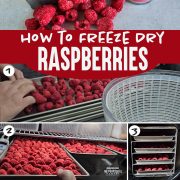Freeze dried and fresh raspberries, and the step by step visual guide to freeze drying raspberries