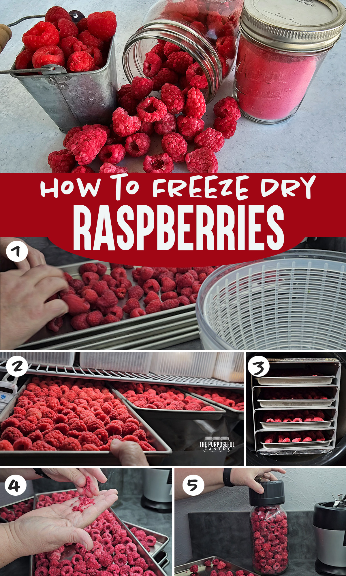 How to Freeze Dry Raspberries The Purposeful Pantry