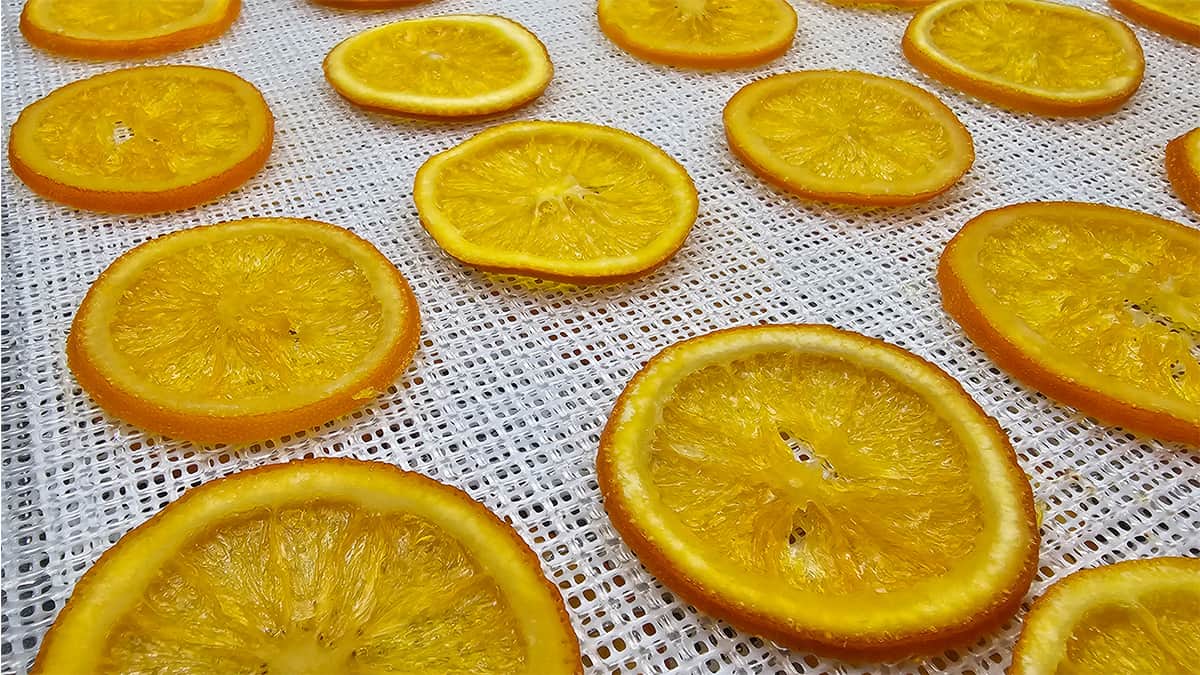 Sliced oranges on a dehydrator tray.