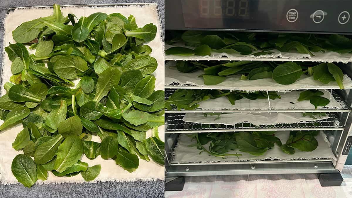 White cloth on dehydrator trays with green lettuce on top.