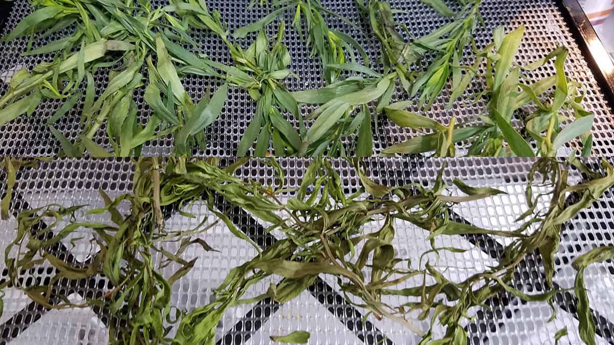 Before and after of tarragon leaves being dehydrated in an Excalibur dehydrator