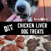 A dog eats a treat from a hand above the text "DIY Chicken Liver Dog Treats." Below are trays with raw and dehydrated chicken liver pieces.
