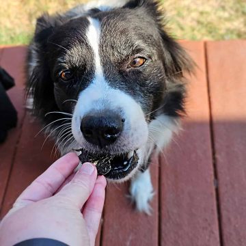A person is feeding a black and white dog a treat while the dog stands on a wooden deck.